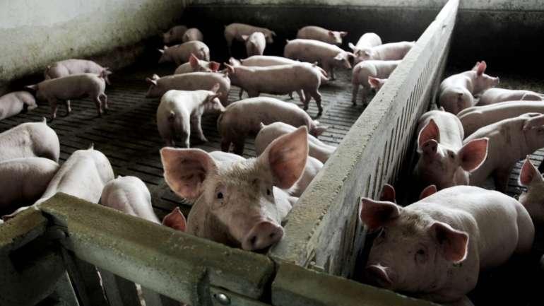 A exploração está certificada com um selo de bem-estar animal