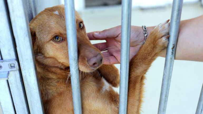 Segundo a GNR, a morte dos animais no incêndio não se deveu ao facto de ter impedido o acesso de populares ao local, mas à dimensão do fogo e à quantidade de animais