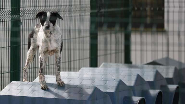 Todos os anos morrem milhares de animais devido aos incêndios