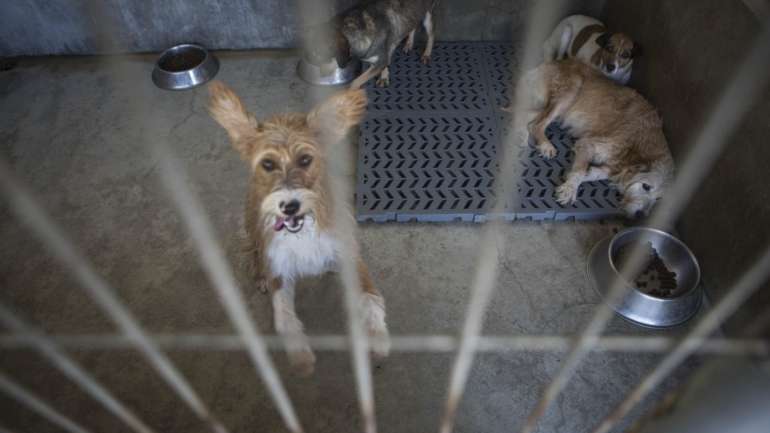 A estrutura representativa do setor entende ser necessário maior investimento para fazer face à "realidade" da evolução dos animais de companhia