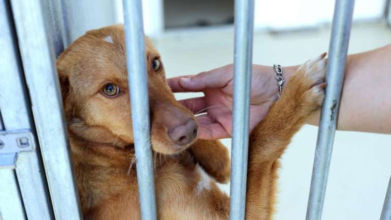 Bastonário afirma que haveriam limitações sérias no acompanhamento dos animais