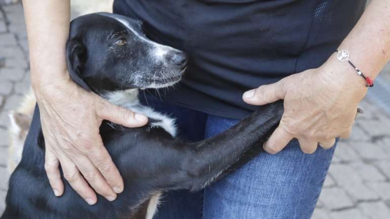 A iniciativa prevê, ainda, a existência de alojamento para os animais nas instalações dos estabelecimentos prisionais para que se possa garantir, diariamente, o bem-estar dos cães alocados ao programa, treinando-os, ao mesmo tempo que estes são divulgados para adoção numa plataforma criada para o efeito