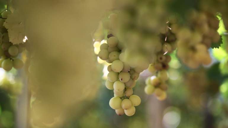 A Região de Chianti, na Itália, é reconhecida pelos vinhos tintos Sangiovese, embora algumas uvas brancas ainda sejam cultivadas