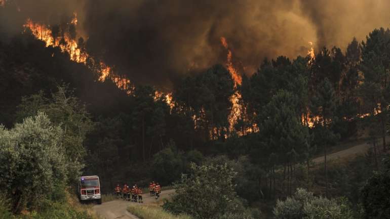 A área ardida de eucalipto no mesmo incêndio aproxima-se dos 1.500 hectares