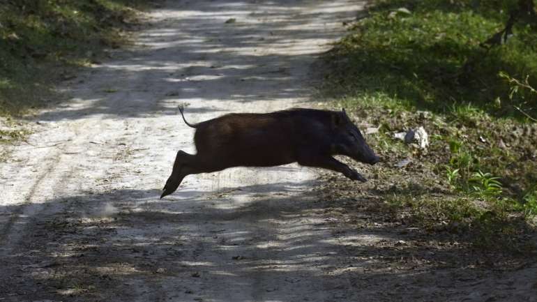 O vírus da peste suína africana foi detetado na carcaça de um javali encontrada na região de Brandebourg, próximo da fronteira polaca