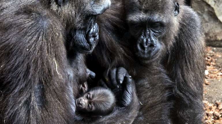 O mundo perdeu mais de dois terços das suas populações de animais selvagens em menos de 50 anos, principalmente devido à atividade humana