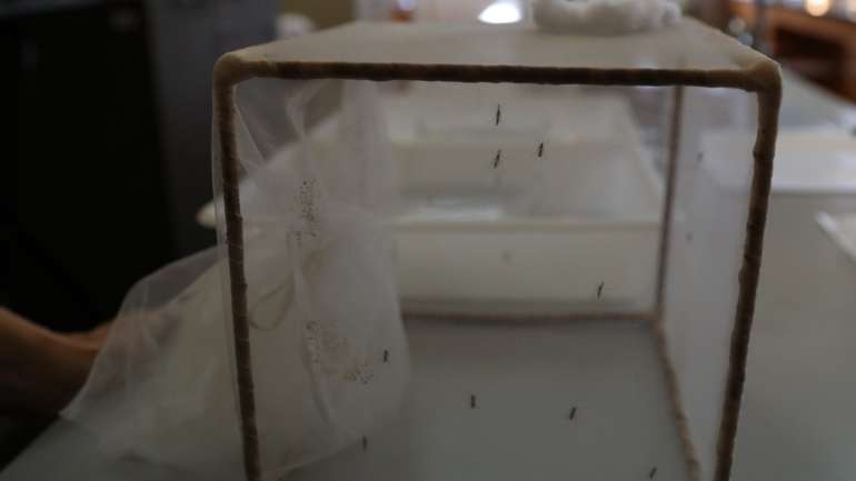 A dengue é uma doença transmitida pelo mosquito Aedes aegypti, que necessita de água parada para se proliferar
