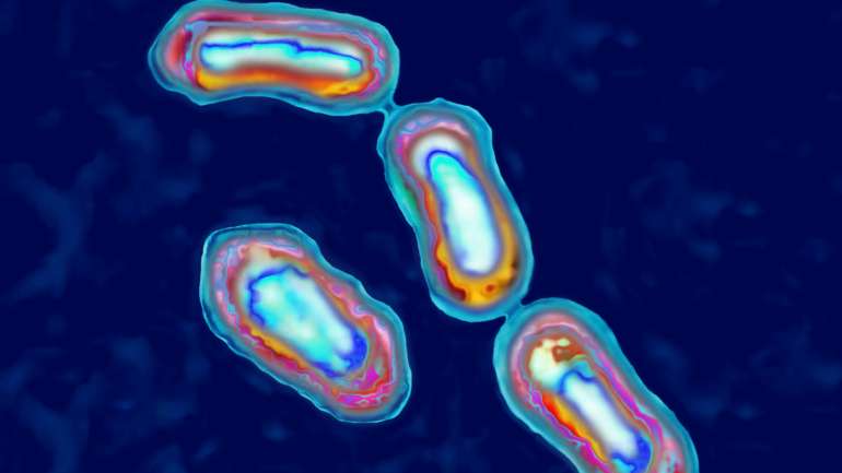 A Naegleria fowleri pode estar presente no solo, em recursos hidrícos de água doce quentes e águas termais, bem como em piscinas onde a manutenção é pouco regular ou descargas industriais de água quente