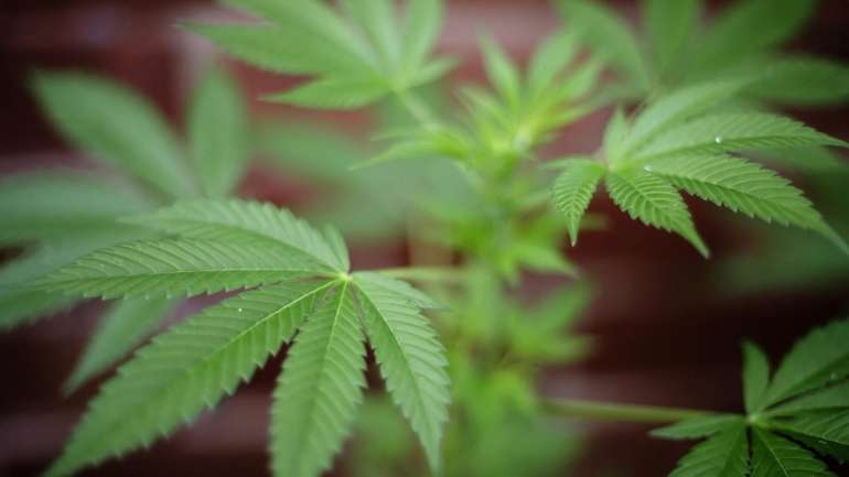 A polícia revelou que apreendeu uma enorme diversidade de equipamentos utilizados para fim exclusivo do cultivo, produção, pesagem e embalamento da canábis, a apreensão de mais de 370 pés daquela planta