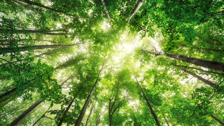 O estudo defende ainda que ao mesmo tempo que seria absorvido quase metade do carbono acumulado na atmosfera desde a Revolução Industrial