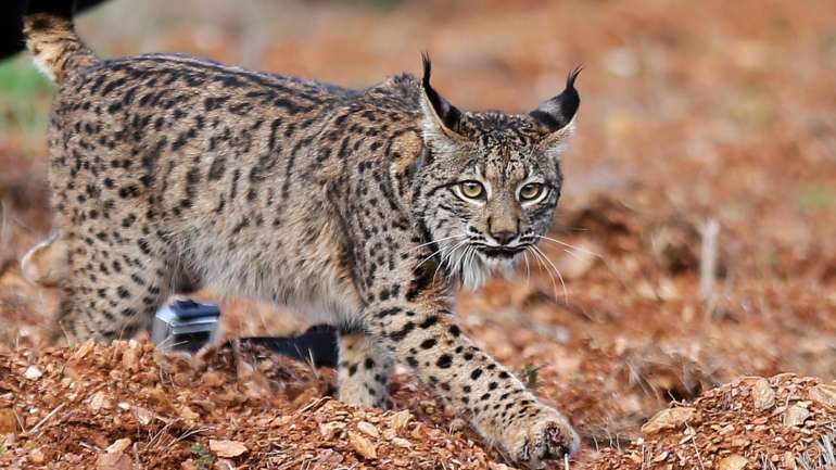 A população do lince ibérico foi reintroduzida no Vale do Guadiana a partir de 2015