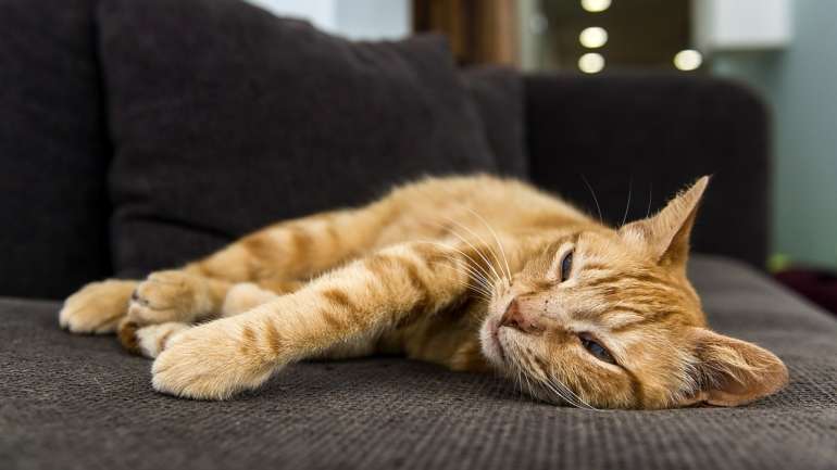 No último ano o registo de gatos aumentou 126%