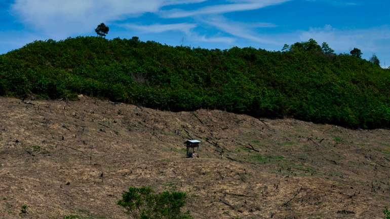 A destruição das florestas pode aumentar o risco de os humanos contactarem com vírus transmitidos por animais selvagens