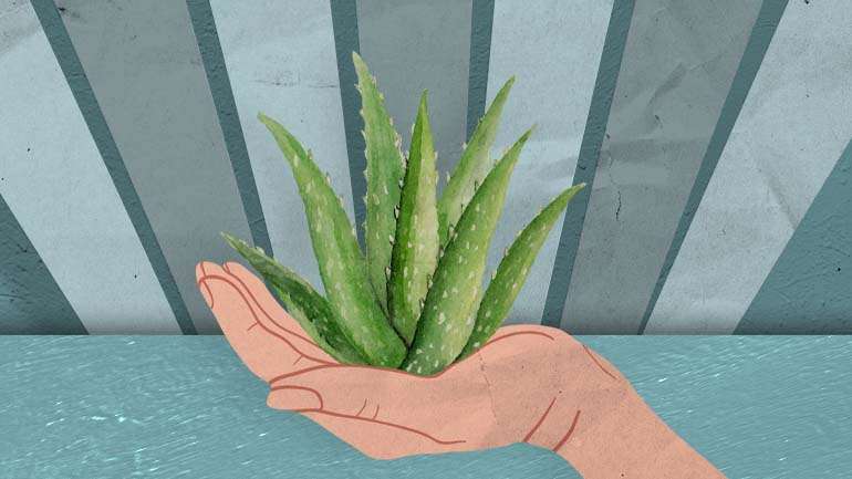 O livro "Terapia das Plantas" é assinado pela psicóloga britânica Katie Cooper