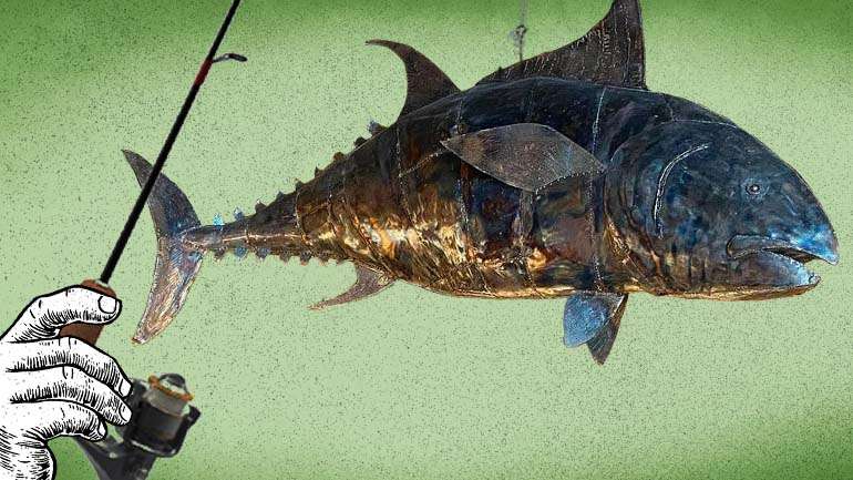 "No teto pende um bonito peixe gigante de lata, e toda a decoração me diz que isto foi pensado para ver e ser visto à noite: a garrafeira de bar, o toque de veludo das cadeiras, a meia-luz de um mergulho a dois metros de profundidade, e a playlist lânguida, só com canções filtradas em bossa nova e alisadas com voz de cama. A primeira chama-me a atenção — não conheço, vou à pesca no Shazam."