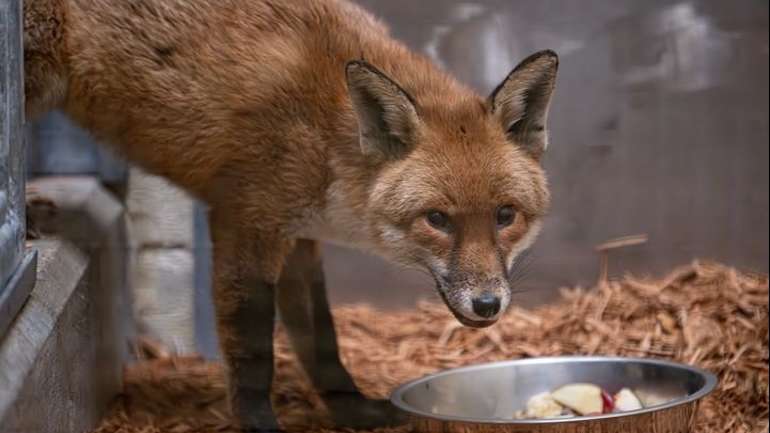 Male Red Fox