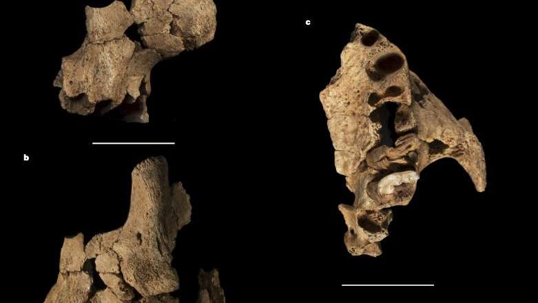 Restos da mandíbula e da bochecha encontrados em Burgos
