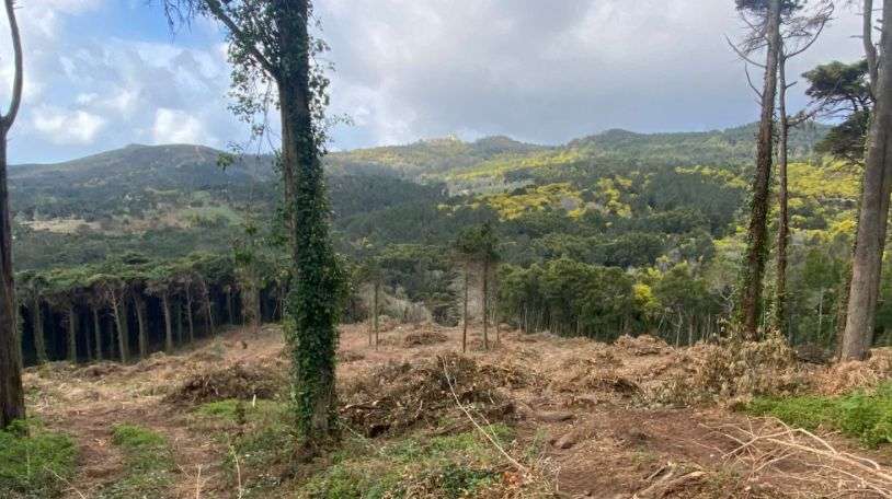 Centenas de árvores no Parque Natural Sintra-Cascais estão a ser abatidas