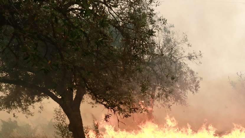 Um popular combate as chamas durante o incêndio de grandes proporções que lavra há três dias no concelho de Trancoso, em Aldeia Velha, 11 de agosto de 2025. O incêndio rural que lavra desde a tarde de sábado, no concelho de Trancoso, já terá consumido 8.000 hectares, sobretudo soutos, olivais e vinhas, de acordo com o presidente da Câmara, Amílcar Salvador. MIGUEL PEREIRA DA SILVA/LUSA