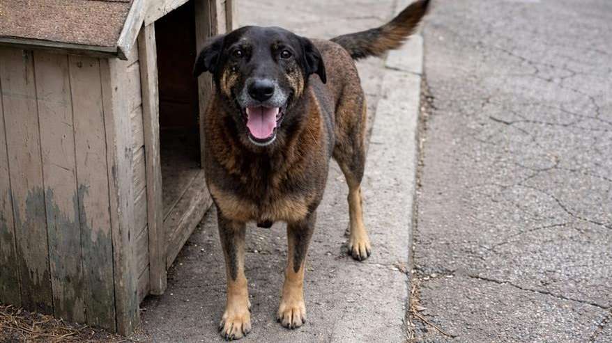 Cão Orelhas, Brasil