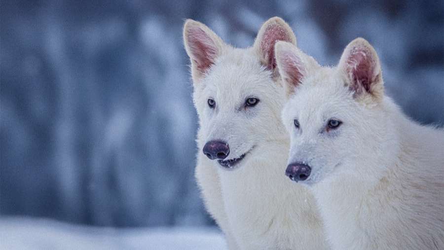 Dire Wolf