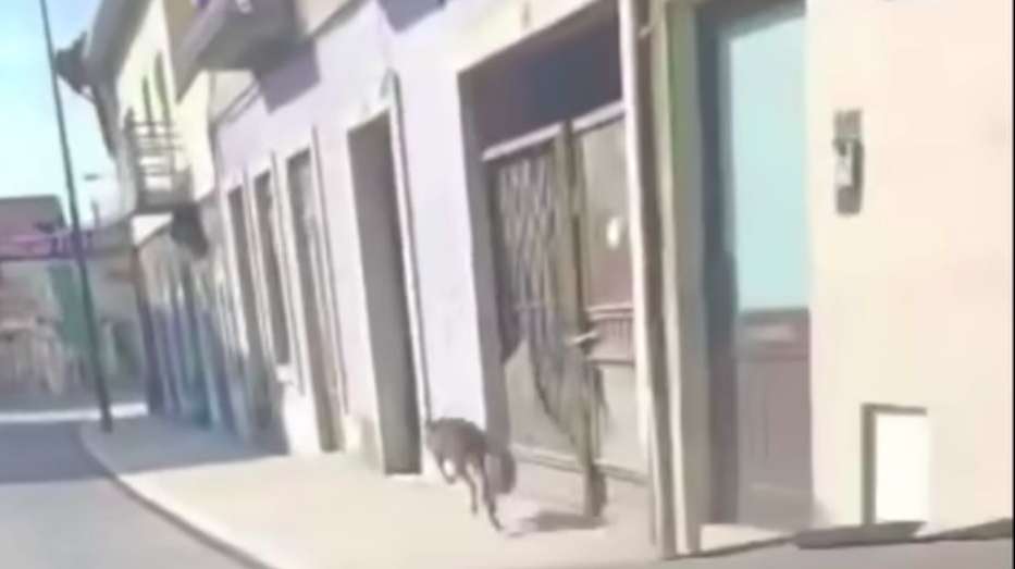 Nas redes sociais têm sido partilhadas imagens do momento em que o canguru é avistado na ruas de Vizela