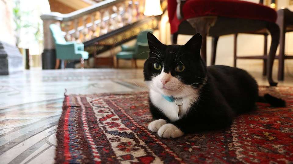 Palmerston, ex-caçador de ratos chefe de Downing Street