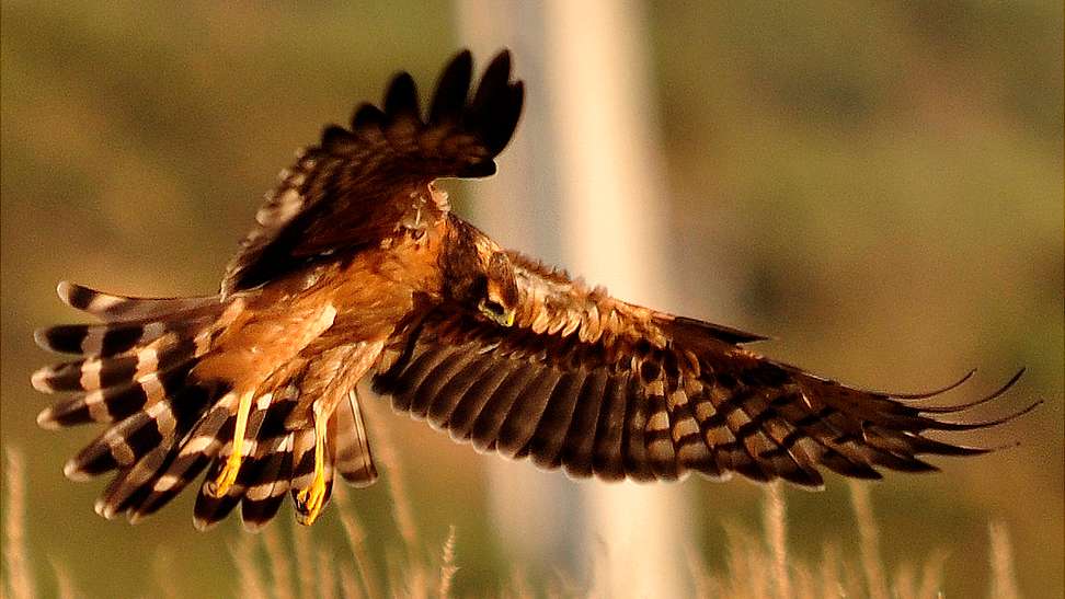 Uma em cada três populações de aves ameaçada de extinção, indica Lista Vermelha das Aves