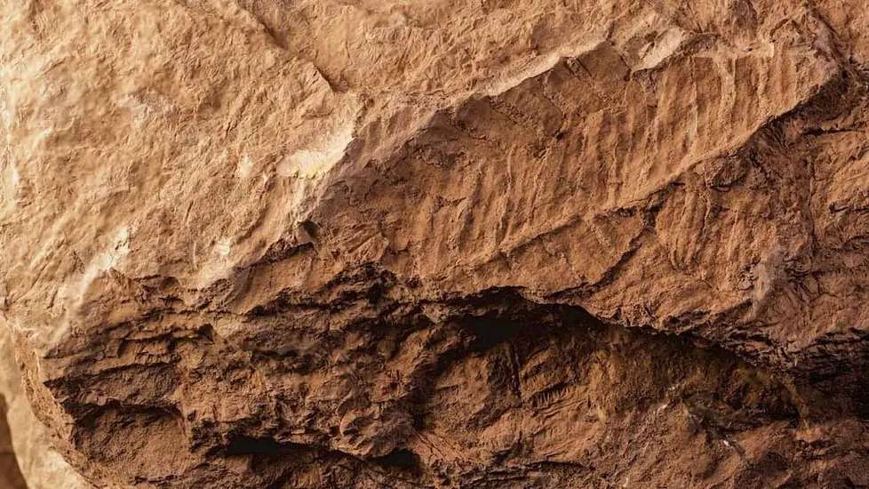 O fóssil corresponde a uma nova espécie da extinta ordem Noeggerathiales