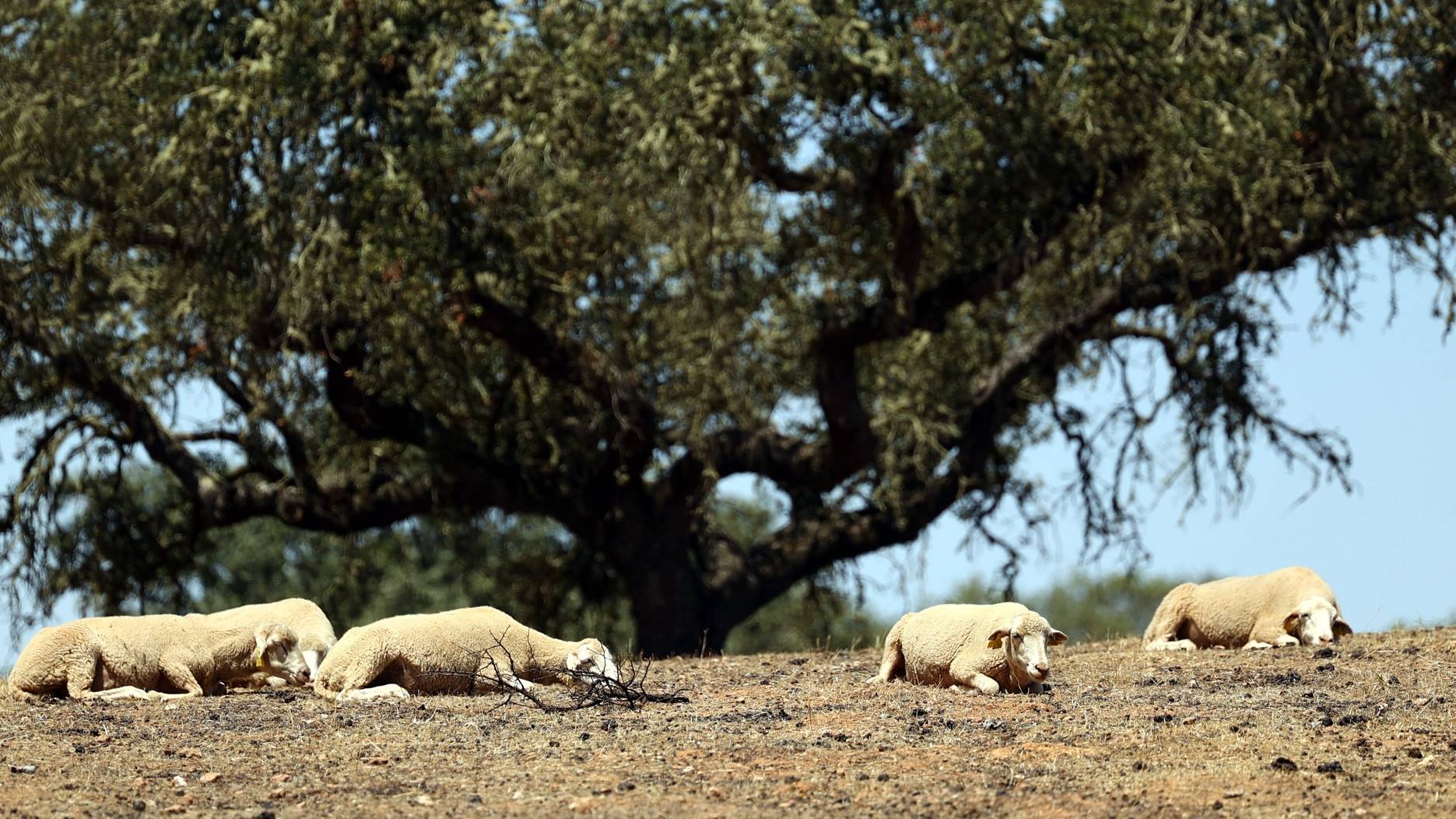 Ovelhas imóveis para se proteger do calor no terreno do criador de ovinos João Madeira, onde os termómetros chegam a marcar 42 graus, em Mértola, 26 de junho de 2023. Tem 2.500 animais numa propriedade em Mértola, pouca comida e água, e as forragens, quando existem, triplicaram de preço. A falta de alimentos é o pesadelo deste verão dos agricultores do Baixo Alentejo. (ACOMPANHA TEXTO DA LUSA DO DIA 03 DE JULHO DE 2023). NUNO VEIGA/LUSA