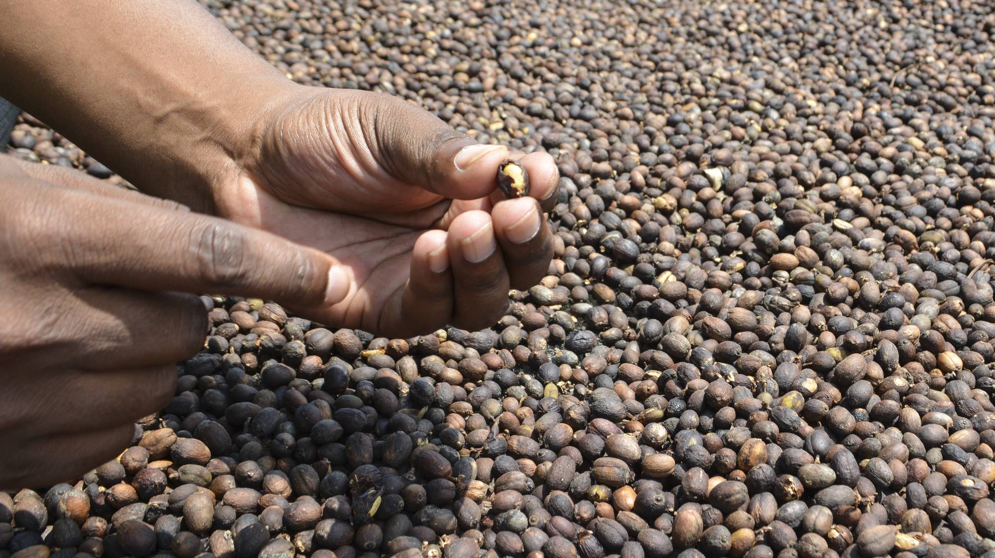 Grãos de café secam em tabuleiros à entrada da fábrica processamento de Mapombué, Parque Nacional da Gorongosa, em Moçambique, 12 de novembro de 2022. A cultura está a ser promovida pelo parque moçambicano como forma de travar a desflorestação e promover uma nova forma de rendimento da população. (ACOMPANHA TEXTO DA LUSA DO DIA 27 DE NOVEMBRO DE 2022). LUÍS FONSECA/LUSA