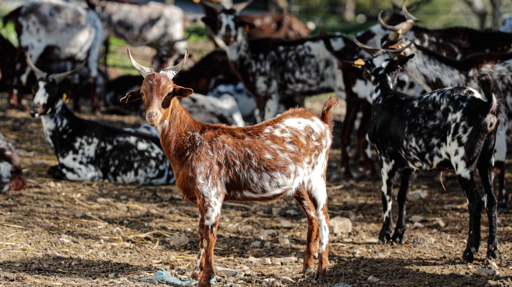 Rebanho de cabras algarvias do criador Nuno Coelho (ausente da foto), que se mostra preocupado com a falta de chuva e água no barlavento algarvio, Castro Marim, 23 de novembro de 2020. A chuva que caiu em outubro e novembro no Algarve aliviou alguma da pressão sobre os agricultores, mas não afastou a possibilidade de racionamento da água das barragens para a agricultura, hipótese que preocupa os agricultores. (ACOMPANHA TEXTO DE 3/12/2020) LUÍS FORRA/LUSA