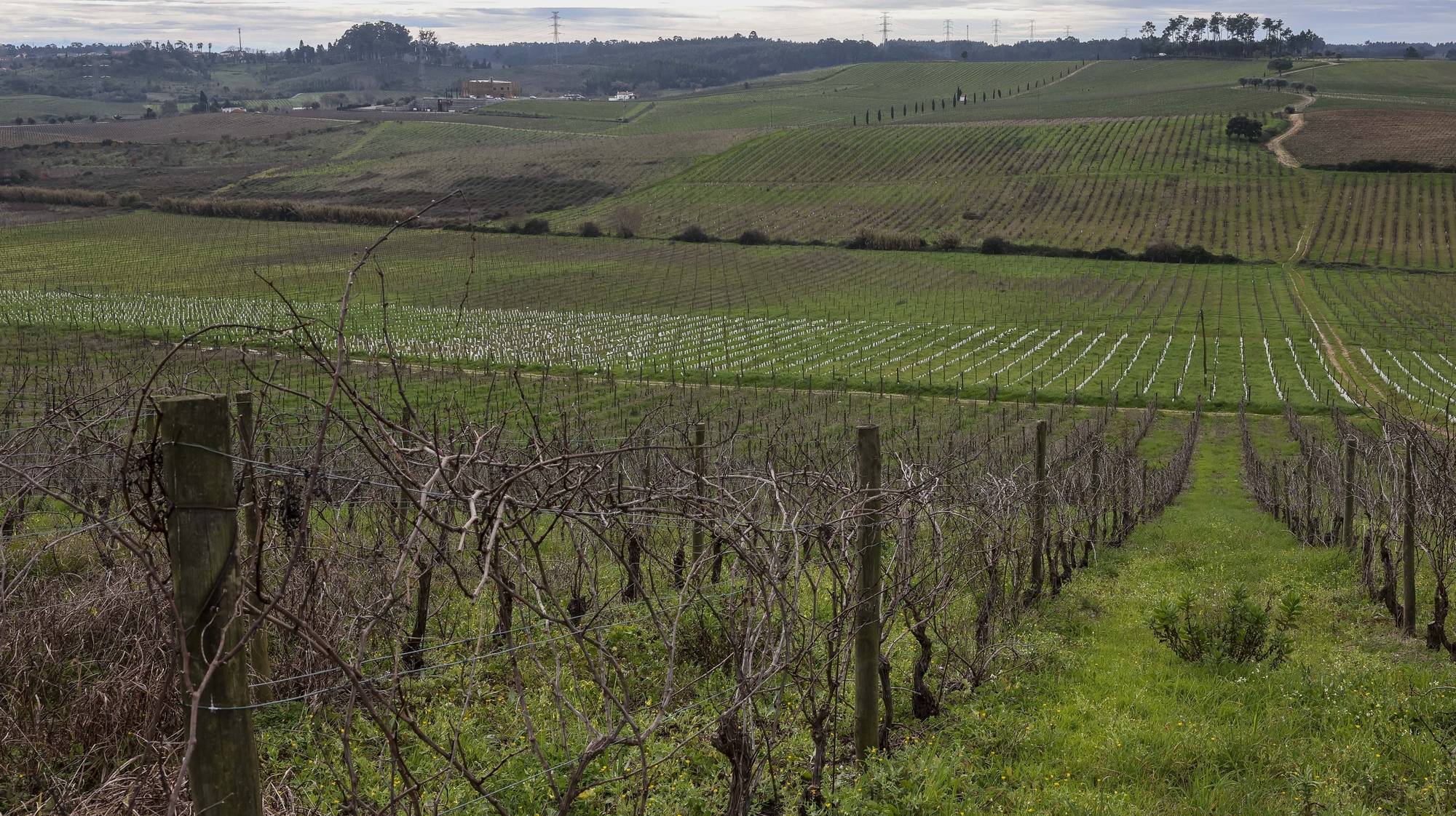 Vinhas que podem ser afetadas pelo atual projeto de alta velocidade, que atravessa uma longa mancha de vinha da região, pode pôr em causa marcas que são o “carro chefe” de um grupo ou empresa de vinhos da Bairrada, Anadia, Aveiro, 9 de janeiro de 2024. “[O projeto de alta velocidade] pode ser determinante para que possam desaparecer marcas, marcas que temos que são dependentes da existência desta ou daquela vinha e que podem desaparecer por desaparecerem as condições de produção que existem”, disse à agência Lusa Pedro Soares, presidente da Comissão Vitivinícola da Bairrada (CVB). (ACOMPANHA TEXTO DE 11 DE JANEIRO DE 2024). PAULO NOVAIS/LUSA