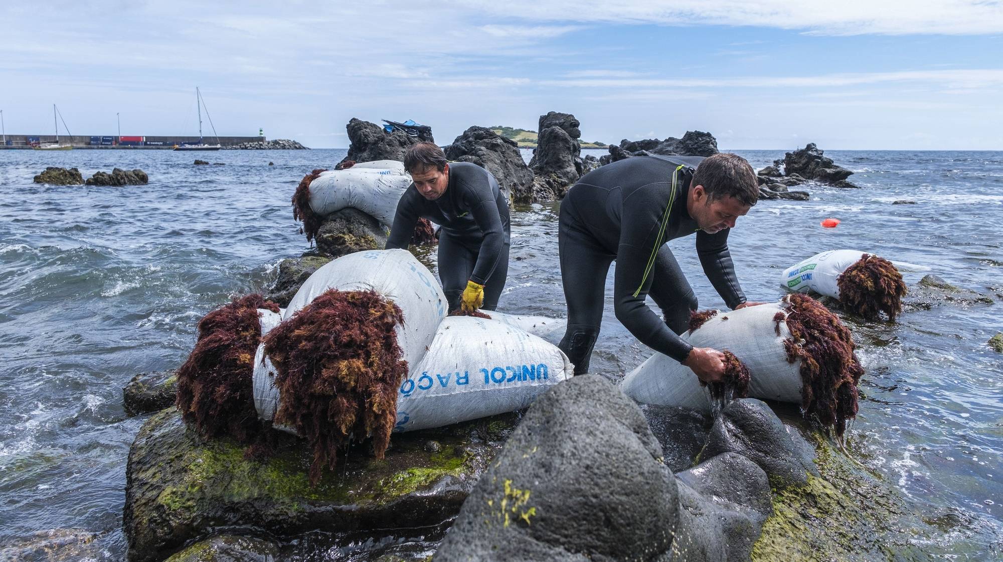 Fábio Silva (D) e Adriano Benjamim (E) são dois dos cinco apanhadores de algas que ainda mantêm a atividade na Graciosa, a segunda ilha mais pequena do arquipélago dos Açores, Praia, Santa Cruz da Graciosa, Graciosa, Açores, 18 de julho de 2023. (ACOMPANHA TEXTO DE 03-09-2023) ANTÓNIO ARAÚJO/LUSA