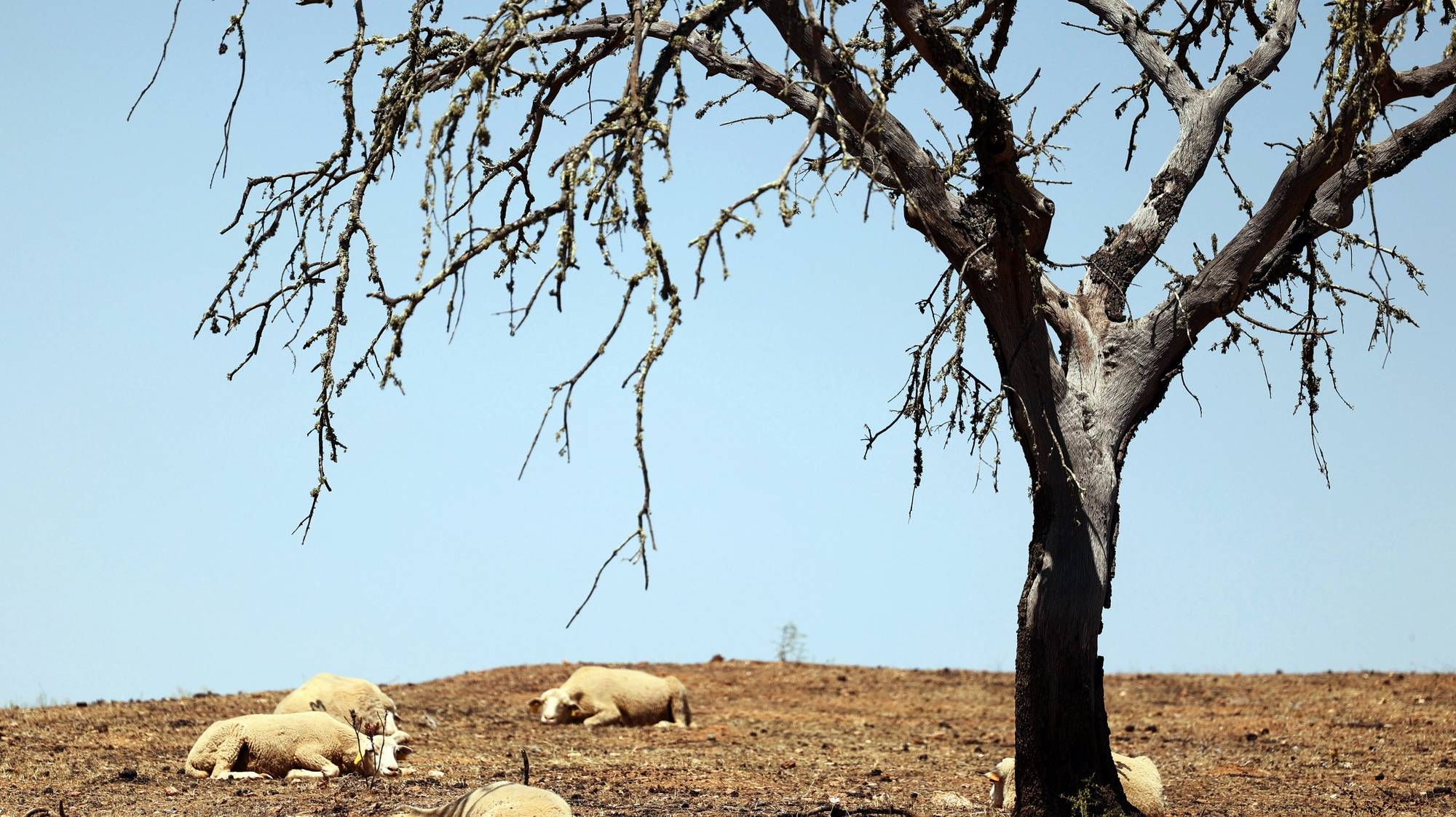 Ovelhas imóveis para se proteger do calor no terreno do criador de ovinos João Madeira, onde os termómetros chegam a marcar 42 graus, em Mértola, 26 de junho de 2023. Tem 2.500 animais numa propriedade em Mértola, pouca comida e água, e as forragens, quando existem, triplicaram de preço. A falta de alimentos é o pesadelo deste verão dos agricultores do Baixo Alentejo. (ACOMPANHA TEXTO DA LUSA DO DIA 03 DE JULHO DE 2023). NUNO VEIGA/LUSA