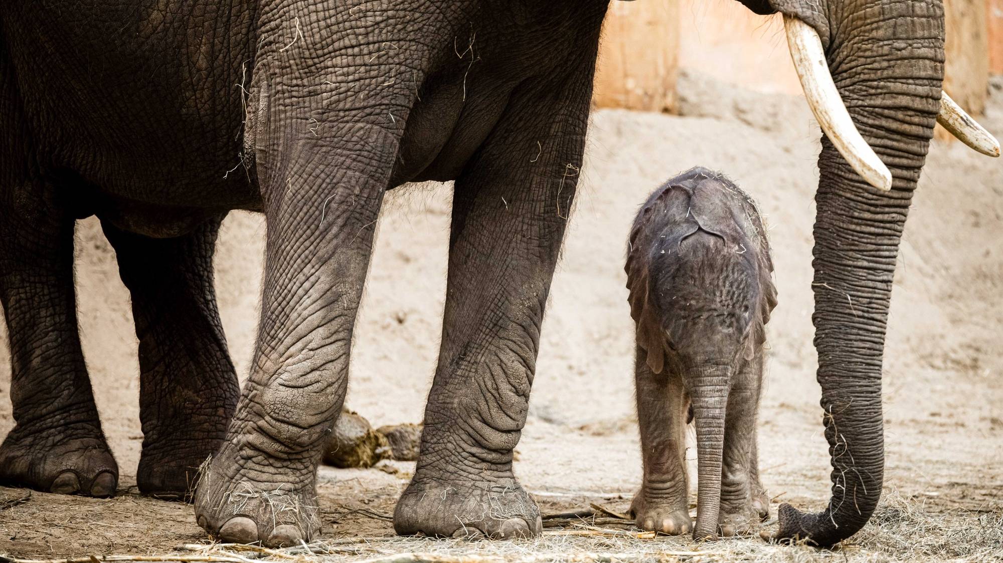 epa11168100 Elephant calf Tendai in her enclosure in the Beekse Bergen zoo in Hilvarenbeek, The Netherlands, 20 February 2024. The Safari Park has announced the birth of its third African elephant calf in just four months - an unprecedented event for a European zoo.  EPA/ROB ENGELAAR