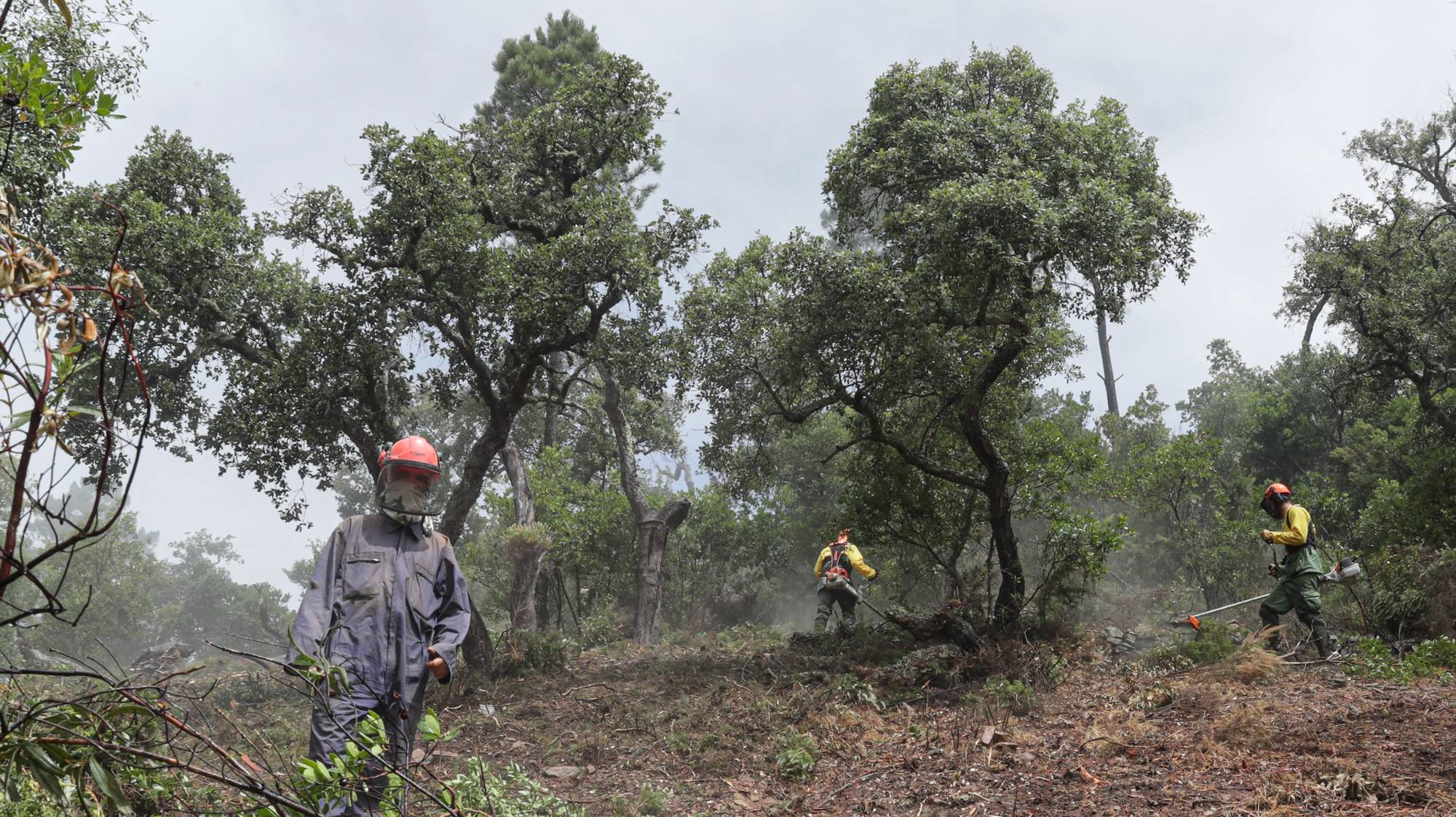 Elementos da equipa de sapadores florestais da Associação de Produtores Florestais da Serra do Caldeirão e da Equipa Municipal de Intervenção Florestal fazem a limpeza da vegetação e do mato entre as árvores, assim como a “desramação”, retirando todos os troncos e “evitando que as copas se toquem” junto às habitações, em Loulé, 04 de junho de 2020. A poucos dias do início do verão ainda há equipas de sapadores na serra algarvia em ações de limpeza para garantir a criação de faixas de segurança e travar a propagação de incêndios, protegendo a floresta e as populações. (ACOMPANHA TEXTO DA LUSA DO DIA 09 DE JUNHO DE 2020). LUÍS FORRA/LUSA