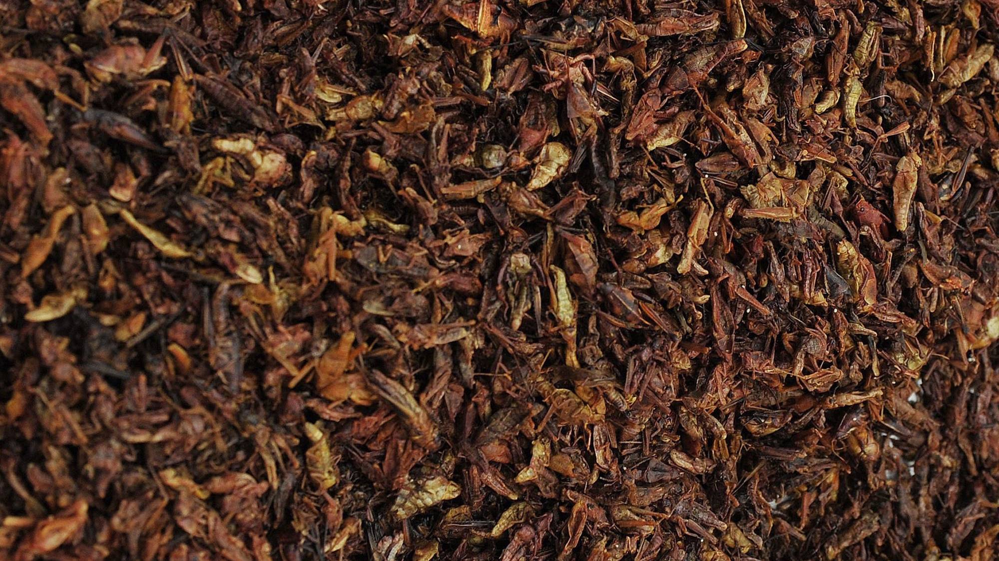 epa03007191 Grasshoppers are for sale at the San Juan popular market in Mexico City, on 17 November 2011. Iguana and armadillo meat, crunchy insects, &#039;Chicatana&#039; ants, &#039;maguey&#039; caterpillar worms, amongst others are offered to visitors on the market that holds the secrets of the country&#039;s most exotic cuisine.  EPA/MARIO GUZMAN