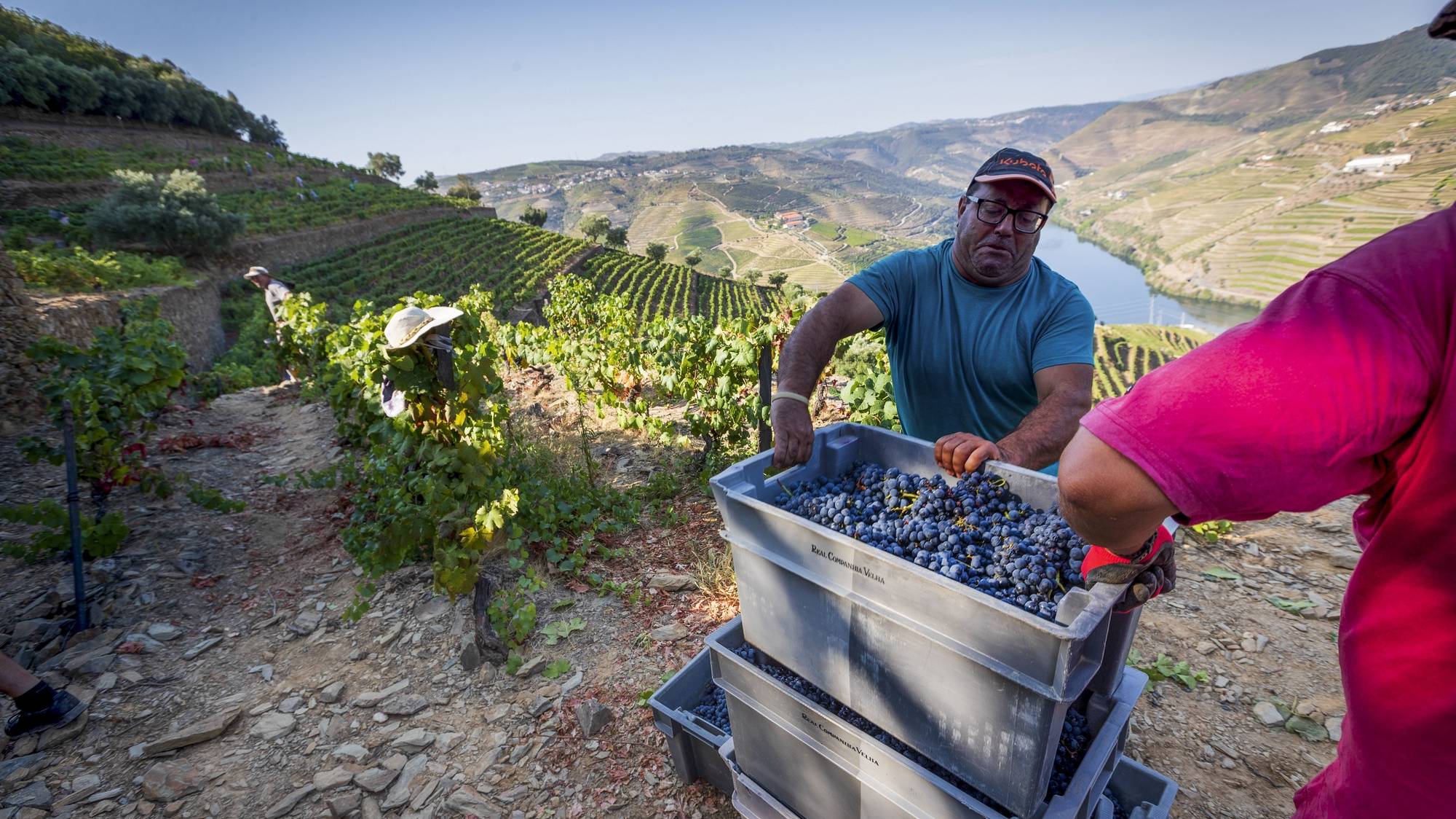 Vindimas no Douro no Pinhão, 25 de agosto de 2021. O Douro deu o arranque à “festa” das vindimas e por toda a região a paisagem pinta-se de gente que culmina um ano de trabalho “mais tranquilo” na vinha e em que se perspetiva um aumento de produção. (ACOMPANHA TEXTO DE 26/08/21) PEDRO SARMENTO COSTA/LUSA