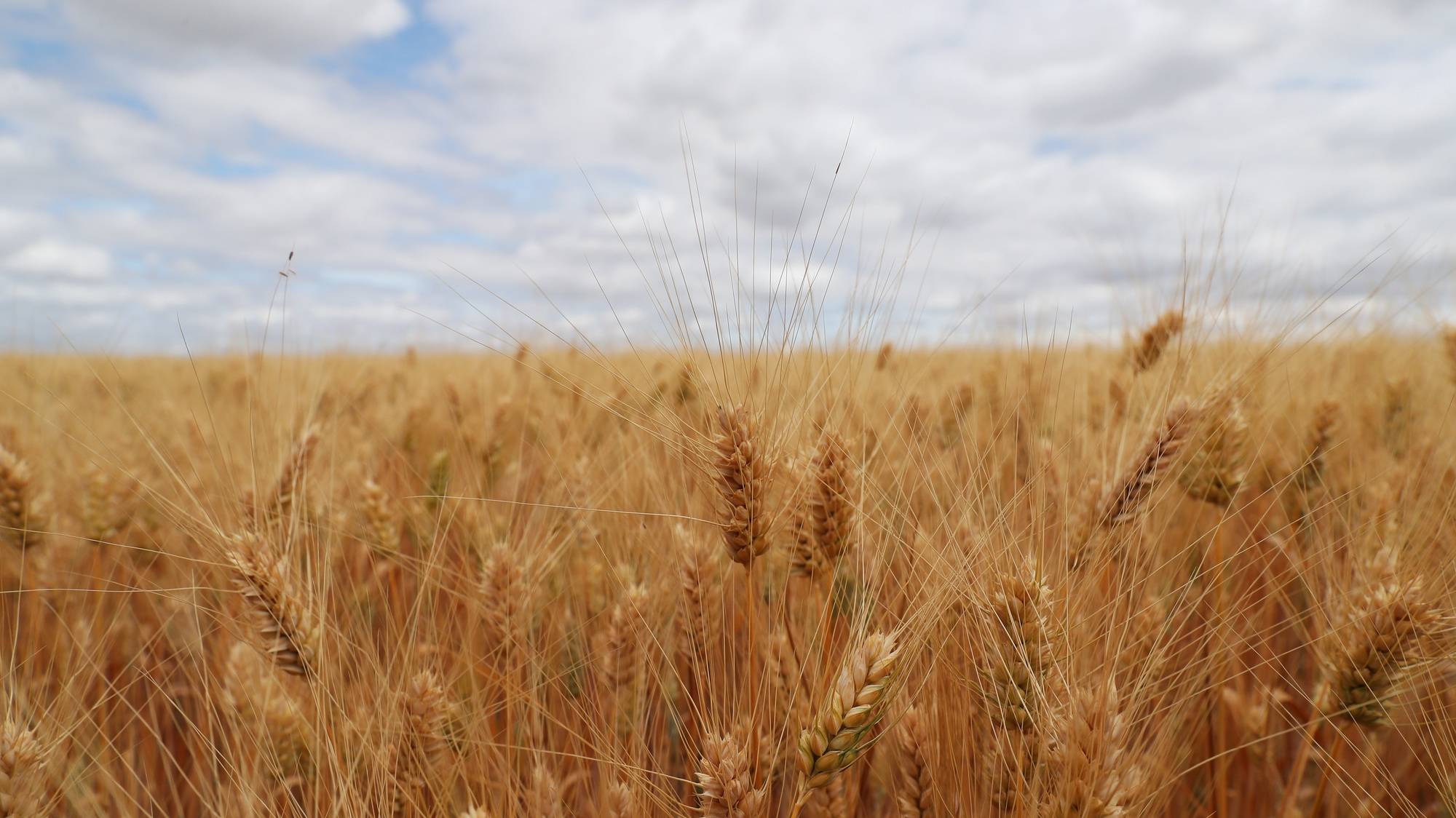 Plantação de trigo duro, onde decorreu uma visita da ministra da Agricultura e da Alimentação, Maria do Céu Antunes (ausente da fotografia), organizada pela Cooperativa Agrícola de Beja e Brinches e pelo Clube Português dos Cereais de Qualidade, no âmbito 46.ª Assembleia Geral do Clube Português dos Cereais de Qualidade, em Beja, 30 de maio de 2022. NUNO VEIGA/LUSA