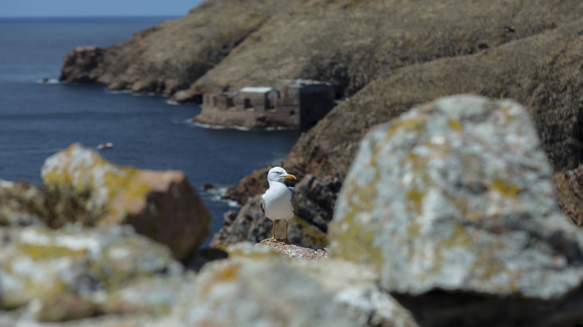 Gaivota nas Berlengas, uma das especies cuja reprodução têm vindo a ser controlada por biologos. Nos ultimos cinco anos uma equipa de biólogos esteve a remover espécies invasoras e instalar ninhos artificiais na Reserva Natural das Berlengas, para que a par do controlo de visitantes, haja uma gestão mais sustentável do espaço. Berlengas, Peniche, 13 de junho de 2019. (ACOMPANHA TEXTO DE 15 DE JUNHO DE 2019) MIGUEL A. LOPES/LUSA