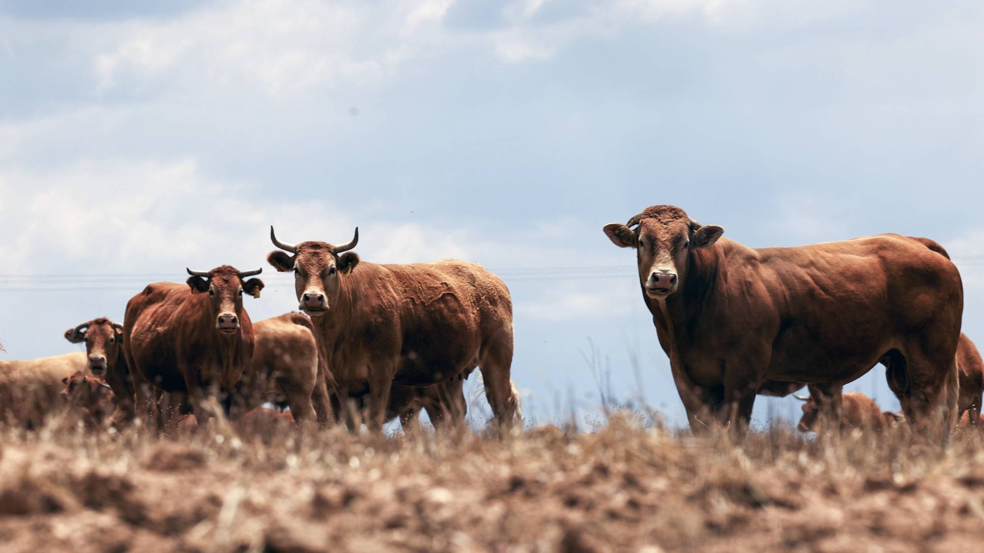 Bovinos num campo seco e com pouco alimento, em Beja, 25 de maio de 2023. Sem pastagens para o gado, devido à seca, e com as rações e a palha a preços altos, os criadores de bovinos do Baixo Alentejo estão a desfazer-se dos animais em leilões ou nos matadouros. (ACOMPANHA TEXTO DA LUSA DO DIA 28 DE MAIO DE 2023). NUNO VEIGA/LUSA