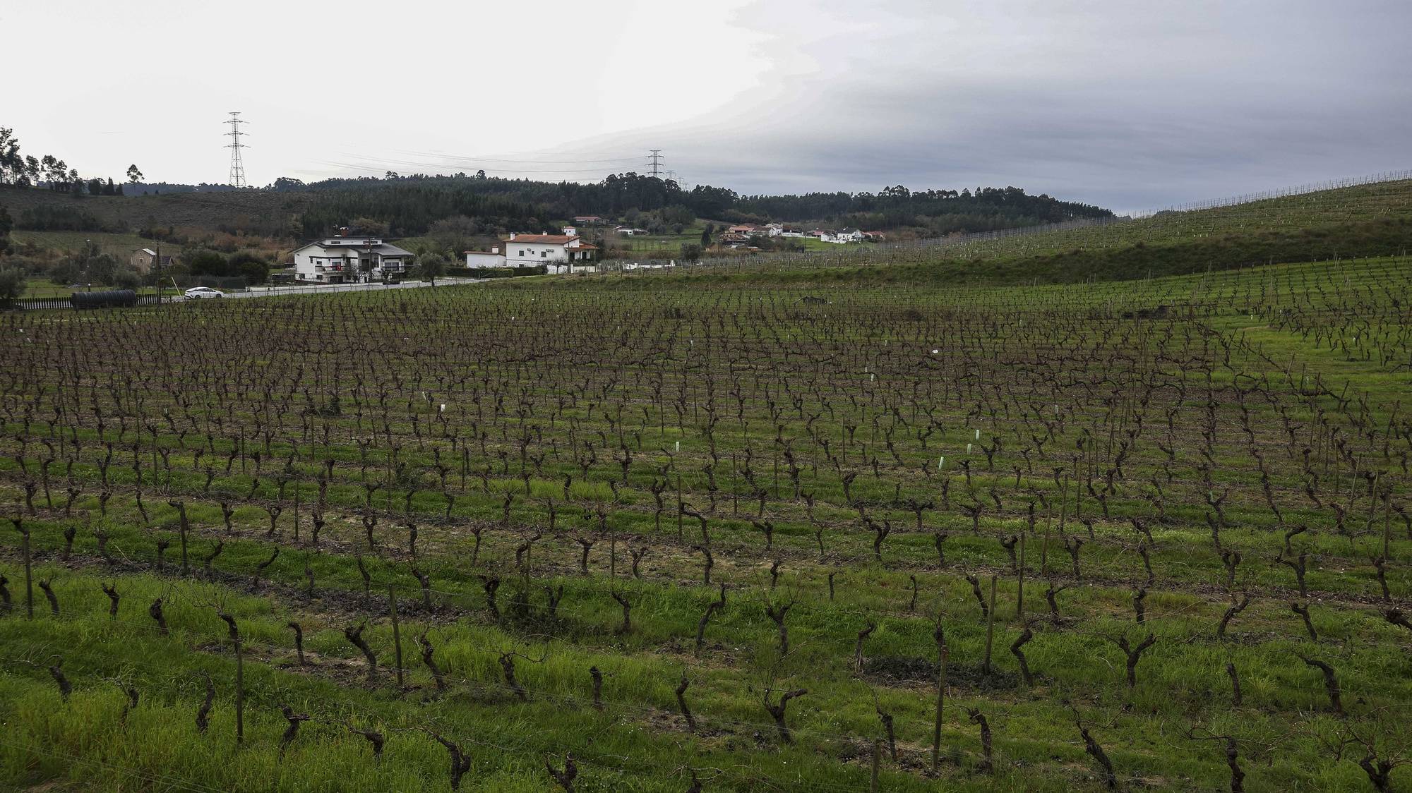 Vinhas que podem ser afetadas pelo atual projeto de alta velocidade, que atravessa uma longa mancha de vinha da região, pode pôr em causa marcas que são o “carro chefe” de um grupo ou empresa de vinhos da Bairrada, Anadia, Aveiro, 9 de janeiro de 2024. “[O projeto de alta velocidade] pode ser determinante para que possam desaparecer marcas, marcas que temos que são dependentes da existência desta ou daquela vinha e que podem desaparecer por desaparecerem as condições de produção que existem”, disse à agência Lusa Pedro Soares, presidente da Comissão Vitivinícola da Bairrada (CVB). (ACOMPANHA TEXTO DE 11 DE JANEIRO DE 2024). PAULO NOVAIS/LUSA