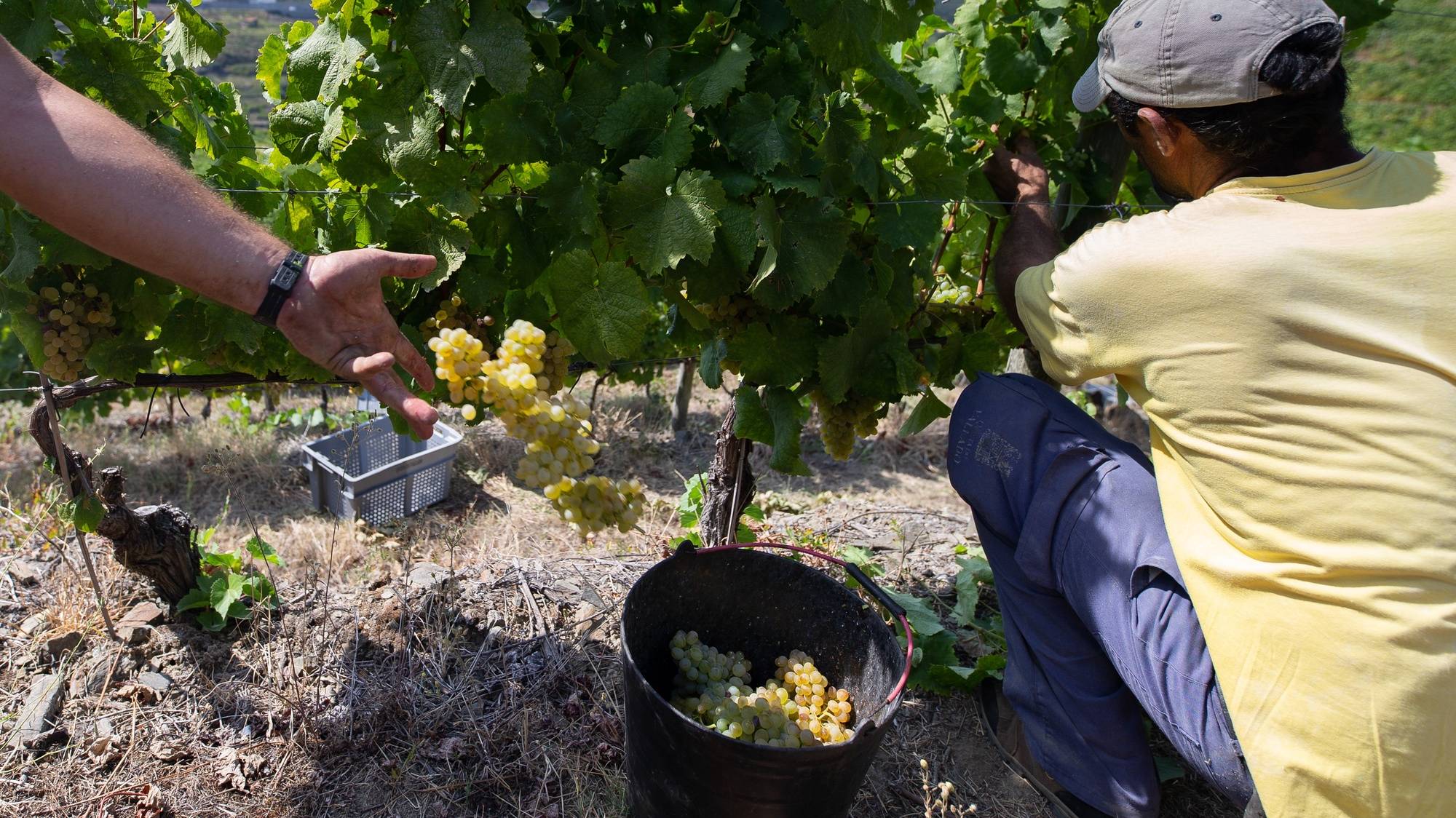 Um trabalhador faz a vindima na Quinta do Vallado, no Peso da Régua, 22 de agosto de 2019. O Douro está a iniciar as vindimas e prevê um aumento de produção na ordem dos 30% nesta campanha, mas na região verificam-se cada vez mais dificuldades em recrutar mão de obra para o trabalho na vinha. (ACOMPANHA TEXTO DO DIA 25 DE AGOSTO DE 2019). PEDRO SARMENTO COSTA/LUSA