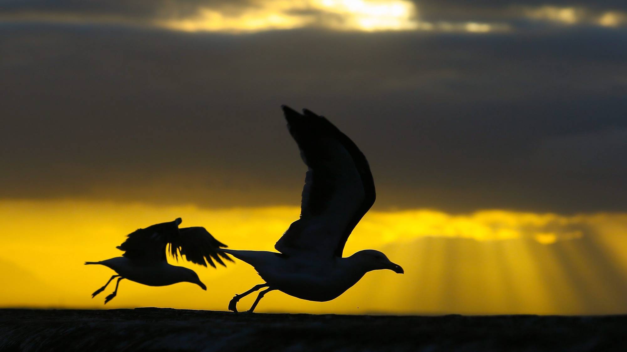 epa04734862 Seagulls take off from Kalk Bay harbour wall at dawn in Cape Town, South Africa, 06 May 2015. Seagulls are scavengers with large numbers congregating in the commercial fishing harbour of Kalk Bay which provides numerous sources of food ranging from scraps off the fishing boats to the waste generated around a fish and chip restaurant.  EPA/NIC BOTHMA