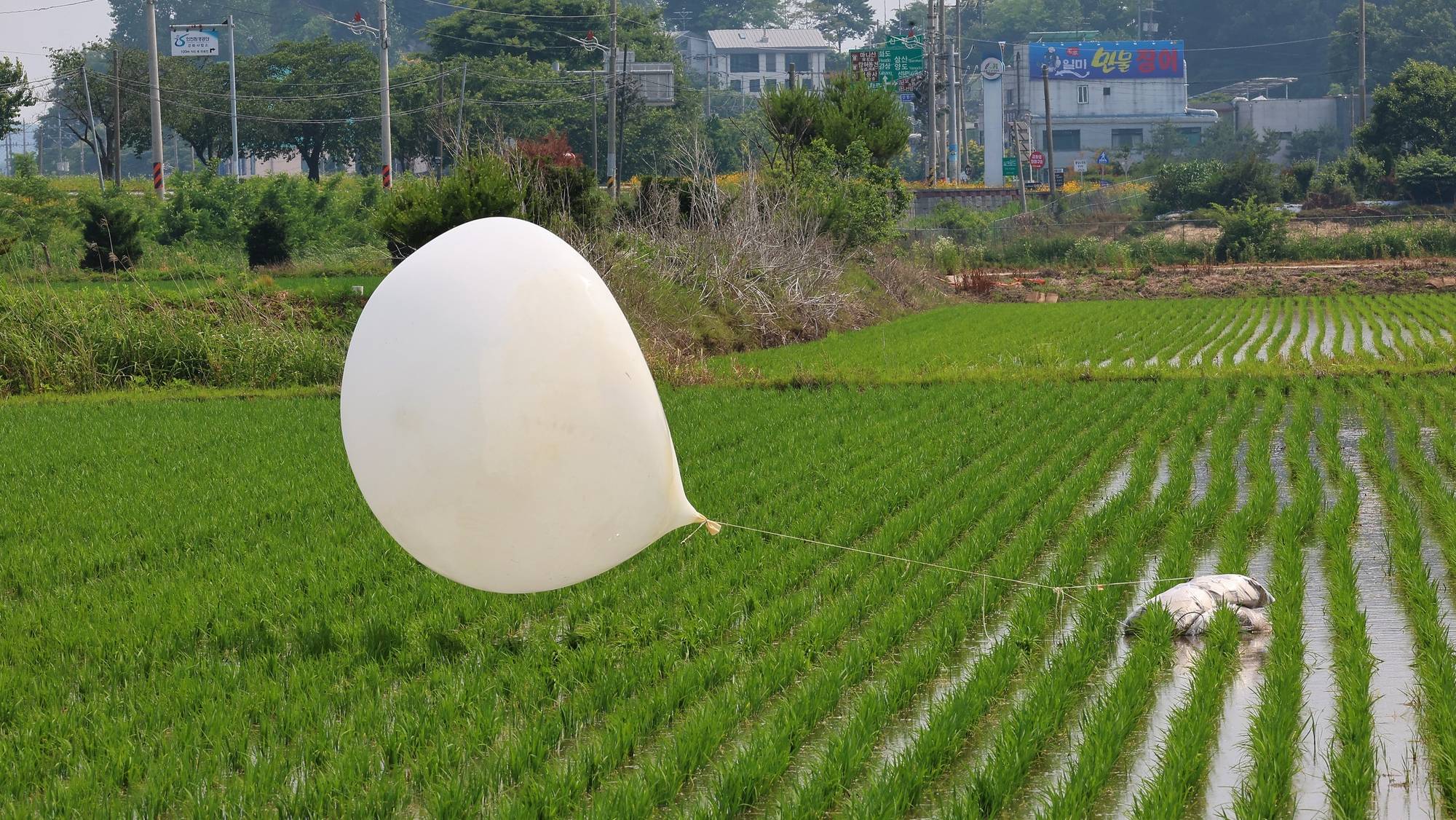 epa11401683 A trash-carrying balloon, flown by North Korea overnight, lands at a rice paddy field in the northwestern border county of Ganghwa, South Korea, 10 June 2024. South Korea&#039;s Joint Chiefs of Staff (JCS) said on 09 June it conducted propaganda loudspeaker broadcasts near the border with North Korea in response to the North&#039;s recent launch of balloons carrying trash into the South. The North is estimated to have launched more than 1,600 trash-carrying balloons in the campaign that started on 28 May, however many failed to reach South Korea due to the wind direction, according to the JCS.  EPA/YONHAP SOUTH KOREA OUT