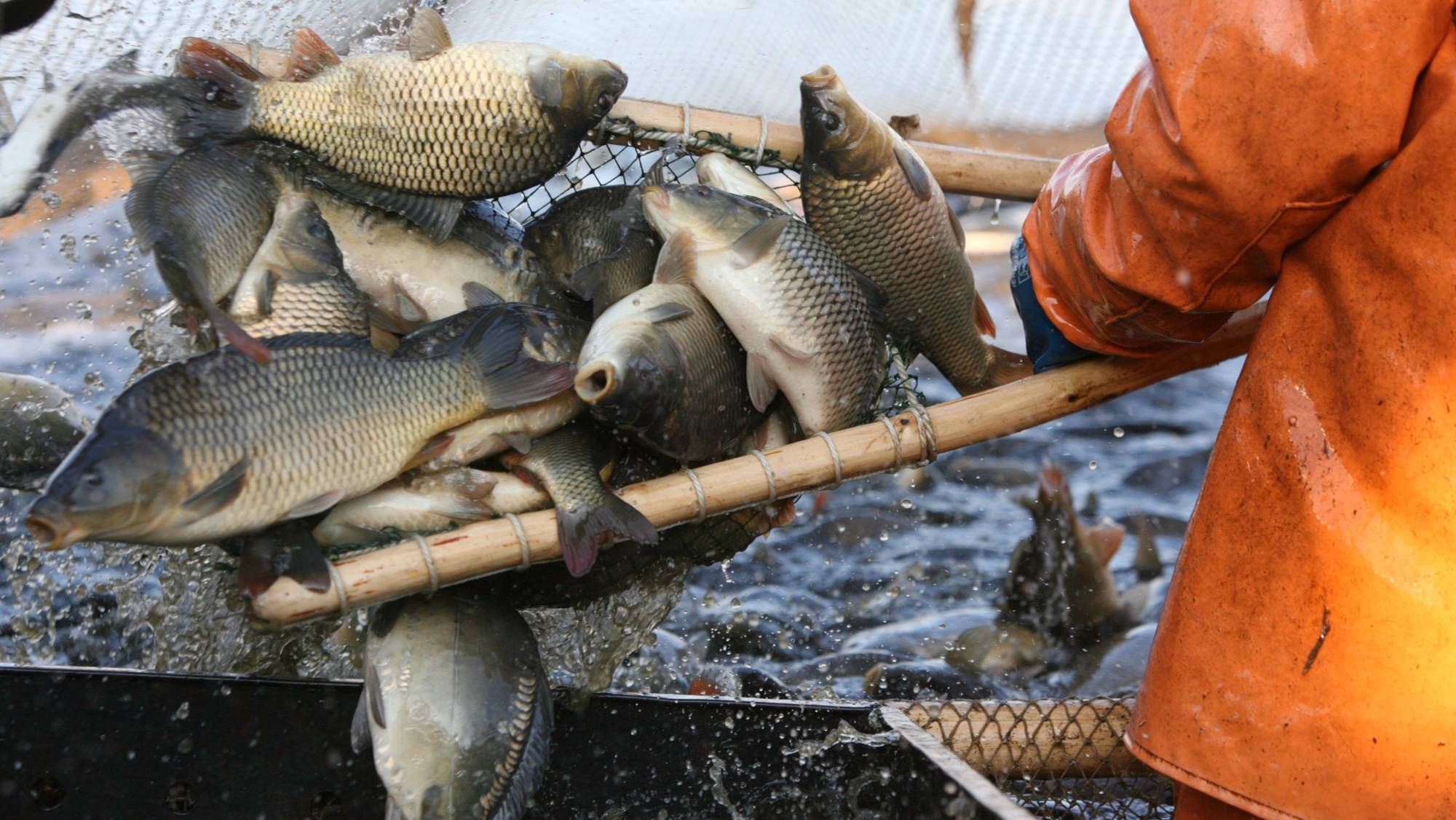 epa02412077 An employee loads fish in a container at Volma fish farm near village Azyorny, some 50 km east of Minsk, Belarus, 25 October 2010. Food and Agriculture Organization of UN lists four main farming systems for Belarus: fish pond farming, warmwater and industrial fish farming (rearing fish in cages in warmwaters of power plants in closed-loop water supply systems) and fish rearing in natural and artificial water bodies (culture-based fisheries). The main cultured species in Belarus is common carp (Cyprinus carpio), which currently accounts for 79.7 per cent of total national aquaculture production. Fish pond farming is the main method of production.  EPA/TATYANA ZENKOVICH