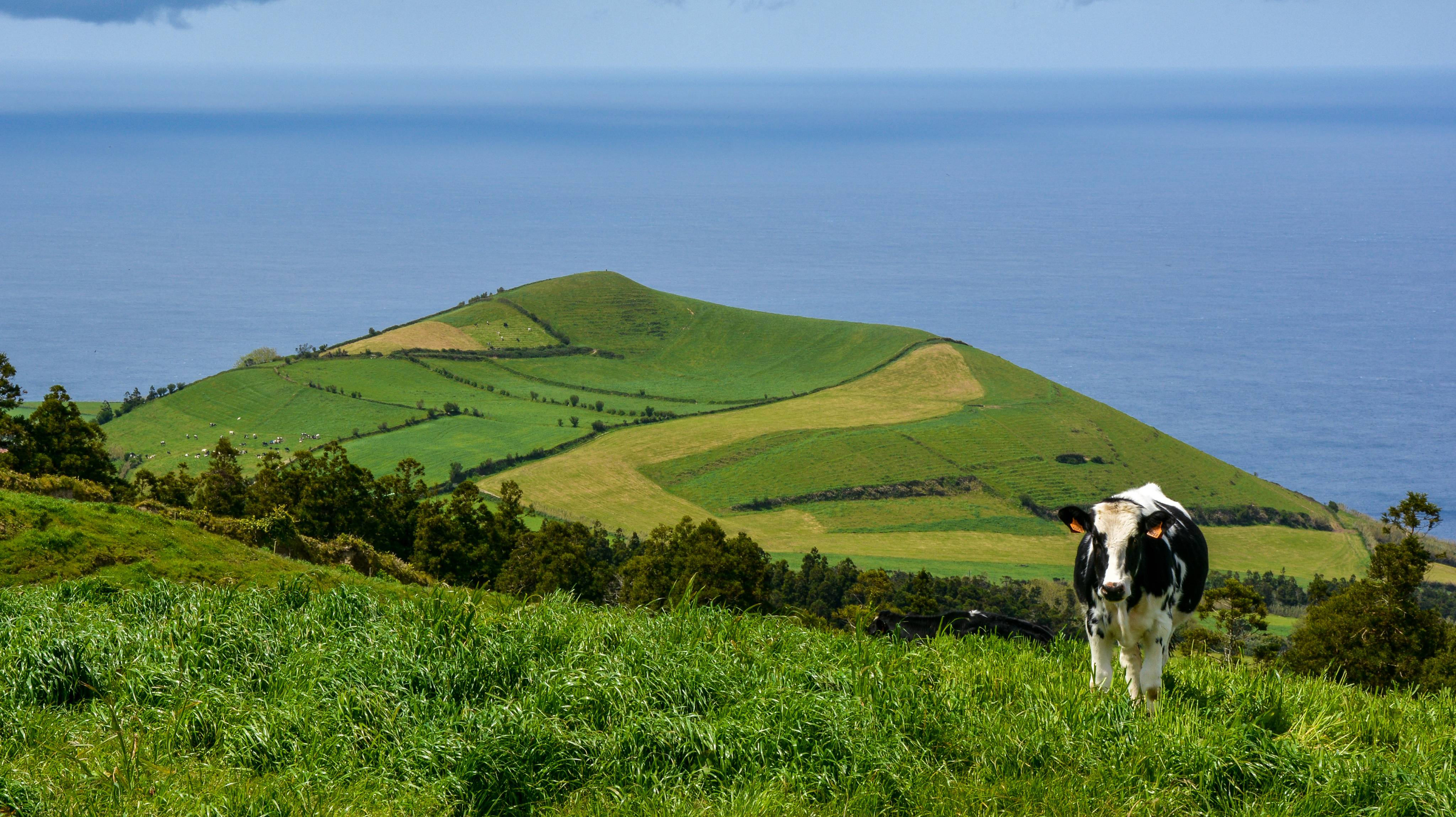 View of cow on hill near sea, Azores