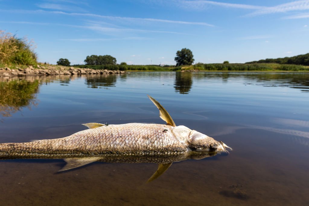 Fish kill in the Odra river