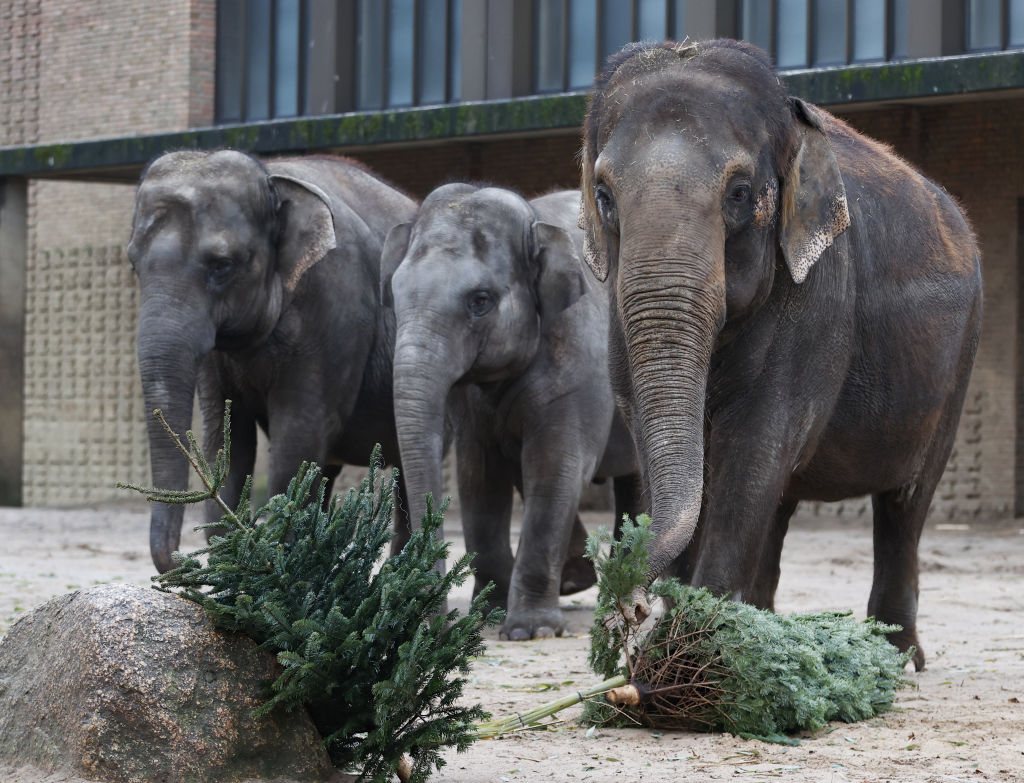 Christmas meal for zoo animals at Berlin Zoological Garden